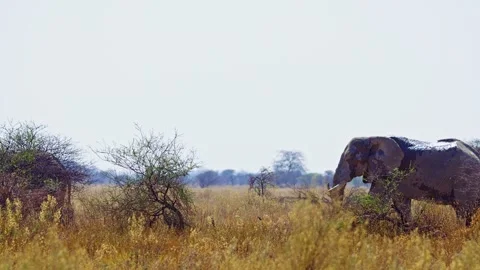 African elephant side profile walking across savanna habitat Stock Footage 272569155