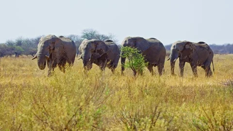 African elephant side profile walking across savanna habitat Stock Footage 272570367