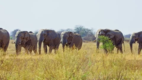 African elephant side profile walking across savanna habitat Stock Footage 272571747