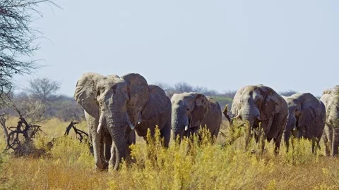African elephant side profile walking across savanna habitat Stock Footage 272586917