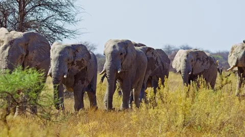 African elephant side profile walking across savanna habitat Stock Footage 272590095