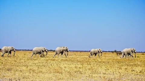 African elephant side profile walking across savanna habitat 库存影片 272609728