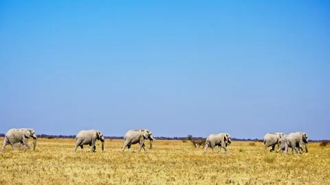 African elephant side profile walking across savanna habitat Stock Footage 272610437