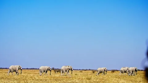 African elephant side profile walking across savanna habitat Stock Footage 272611500