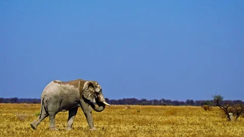 African elephant side profile walking across savanna habitat Stock Footage 272612620