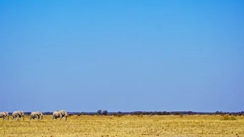 African elephant side profile walking across savanna habitat Stock Footage 272618573
