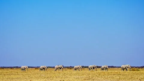 African elephant side profile walking across savanna habitat 库存影片 272622169