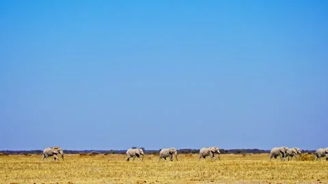 African elephant side profile walking across savanna habitat Stock Footage 272625478