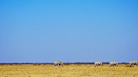 African elephant side profile walking across savanna habitat 库存影片 272627963