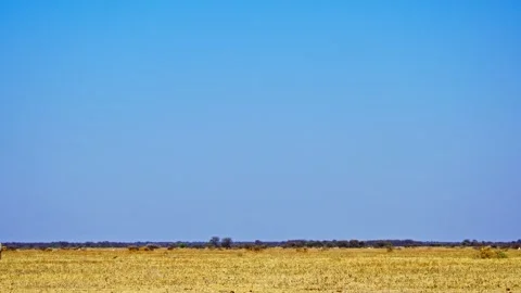 African elephant side profile walking across savanna habitat Stock Footage 272629818