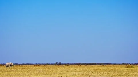 African elephant side profile walking across savanna habitat Video stock 272632728