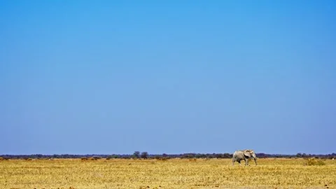 African elephant side profile walking across savanna habitat Vidéo 272634065