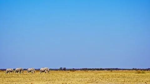 African elephant side profile walking across savanna habitat Stock-Footage 272638143
