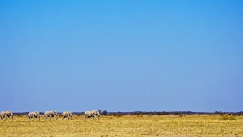 African elephant side profile walking across savanna habitat 库存影片 272639952