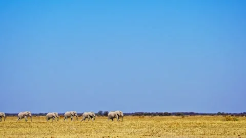 African elephant side profile walking across savanna habitat Vidéo 272641607