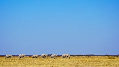 African elephant side profile walking across savanna habitat Stock Footage 272643817