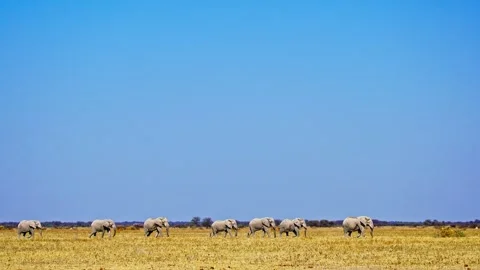 African elephant side profile walking across savanna habitat Stock Footage 272648626