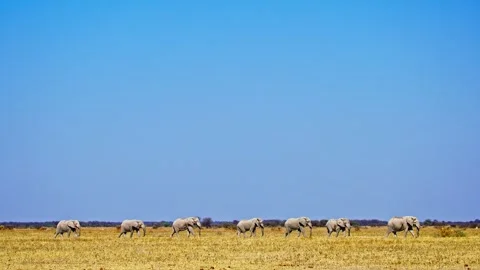 African elephant side profile walking across savanna habitat Stock Footage 272650117