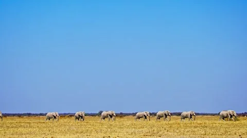 African elephant side profile walking across savanna habitat Stock Footage 272652930