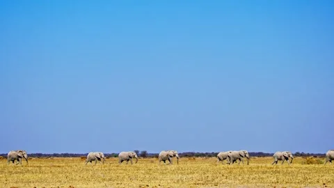 African elephant side profile walking across savanna habitat Stock-Footage 272654335