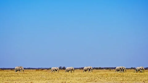 African elephant side profile walking across savanna habitat Stock Footage 272657253