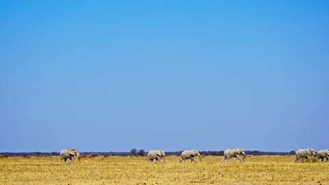 African elephant side profile walking across savanna habitat Stock Footage 272659966