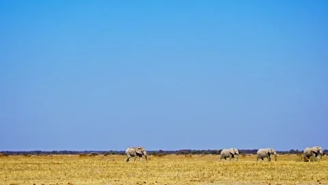African elephant side profile walking across savanna habitat Stock Footage 272660101