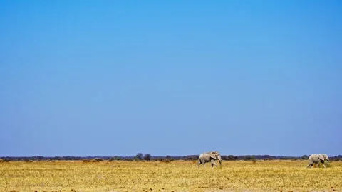 African elephant side profile walking across savanna habitat Stock Footage 272662593