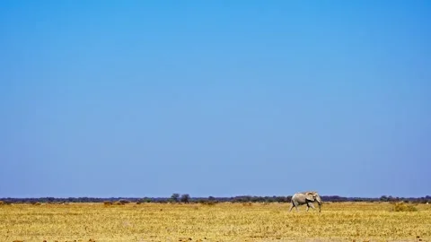 African elephant side profile walking across savanna habitat Stock Footage 272664988