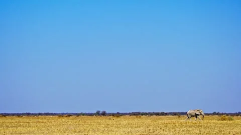 African elephant side profile walking across savanna habitat Vidéo 272665149