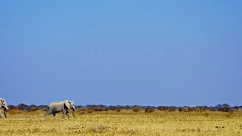 African elephant side profile walking across savanna habitat Stock Footage 272668181