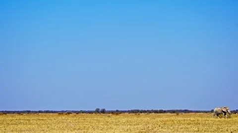 African elephant side profile walking across savanna habitat Stock Footage 272668473