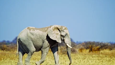 African elephant side profile walking across savanna habitat Stock Footage 272671106