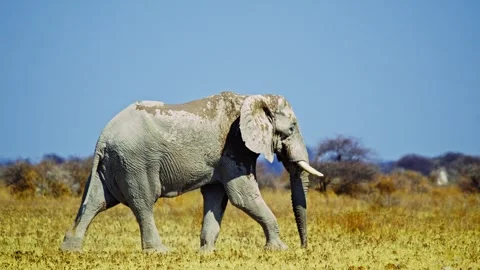 African elephant side profile walking across savanna habitat Stock Footage 272672710