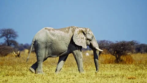African elephant side profile walking across savanna habitat Stock Footage 272675797