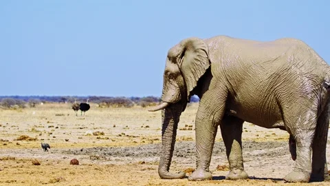African elephant side profile walking across savanna habitat Stock Footage 272701442
