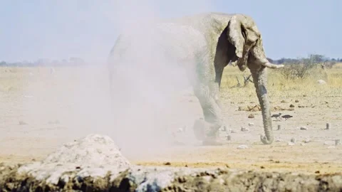 African elephant side profile walking across savanna habitat Stock Footage 272701889