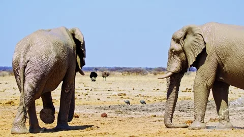 African elephant side profile walking across savanna habitat Video stock 272703232