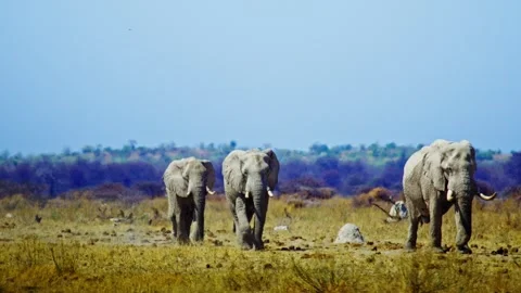 African elephant side profile walking across savanna habitat Stock Footage 272713654