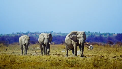 African elephant side profile walking across savanna habitat Stock Footage 272720822