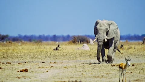 African elephant side profile walking across savanna habitat Stock Footage 272738559