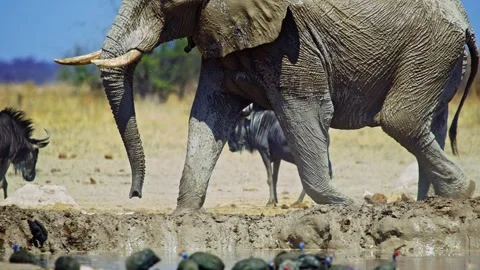 African elephant side profile walking across savanna habitat Stock Footage 272747736