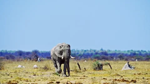 African elephant side profile walking across savanna habitat Video stock 272816637