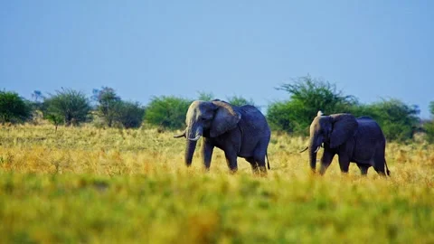 African elephant side profile walking across savanna habitat Stock Footage 272833480