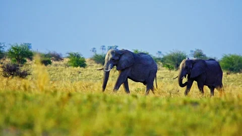 African elephant side profile walking across savanna habitat Stock Footage 272833807