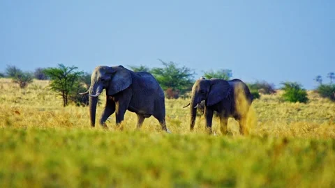 African elephant side profile walking across savanna habitat Stock Footage 272835508