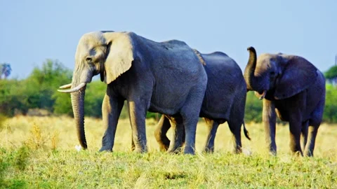 African elephant side profile walking across savanna habitat Video stock 272839811