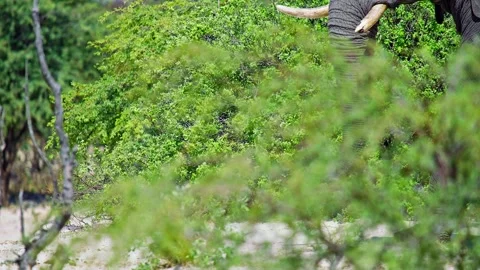 African elephant side profile walking across savanna habitat Stock Footage 272845513