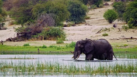 African elephant side profile walking across savanna habitat Stock Footage 274386904