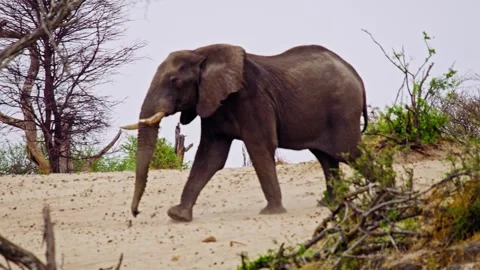 African elephant side profile walking across savanna habitat Stock Footage 274390141